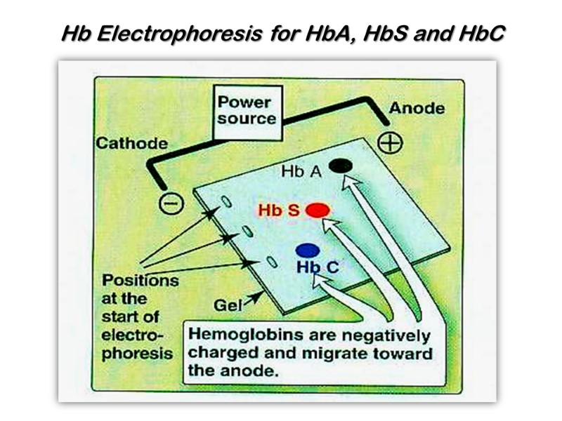 Hb Electrophoresis for HbA, HbS and HbC